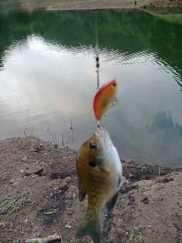 ブルーギルの釣果