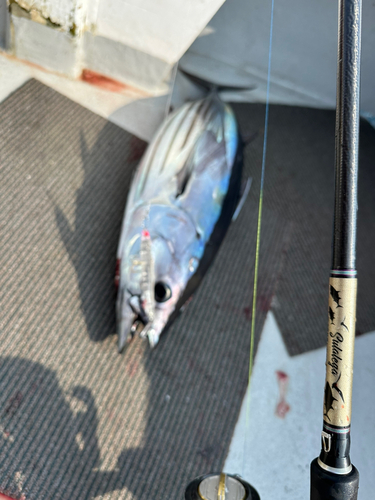 カツオの釣果