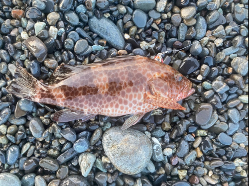 オオモンハタの釣果