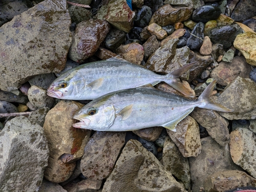 ネリゴの釣果