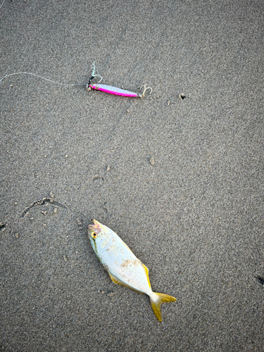 ショゴの釣果