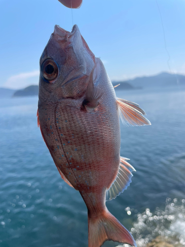 マダイの釣果