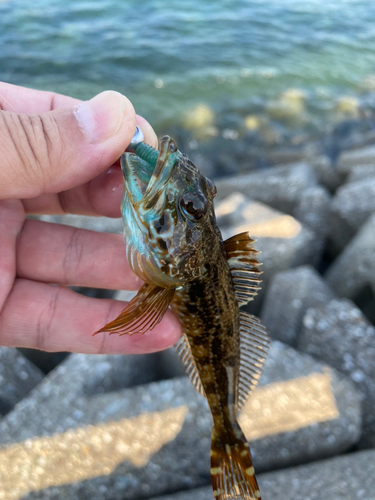 アナハゼの釣果