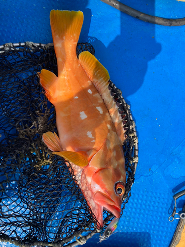 アカハタの釣果