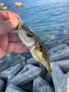 クサフグの釣果