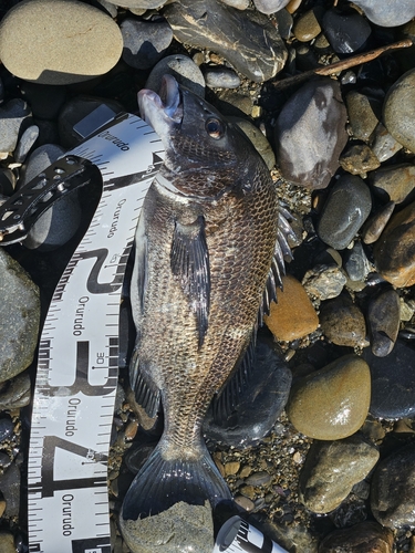 チヌの釣果