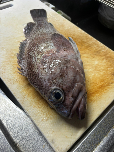 マゾイの釣果