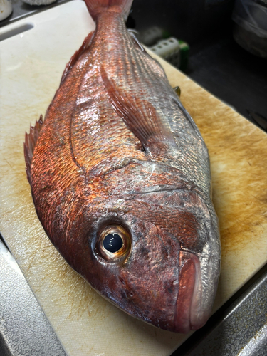 マダイの釣果