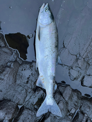 カラフトマスの釣果