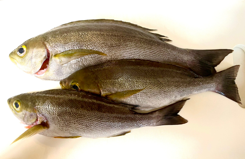 イサキの釣果