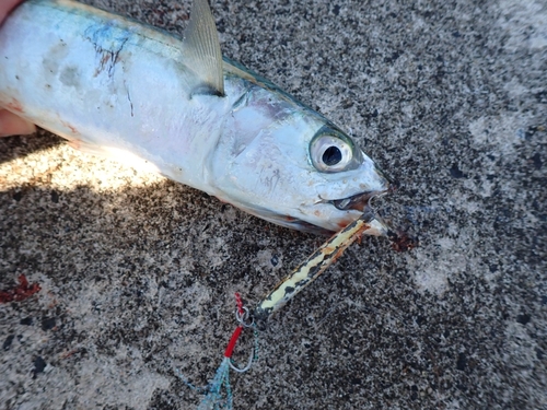 マサバの釣果