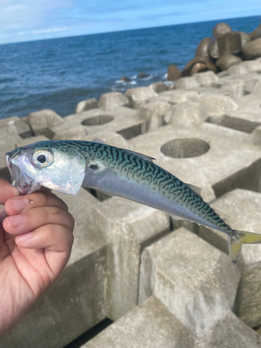 サバの釣果