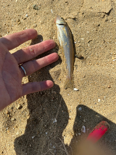 キスの釣果