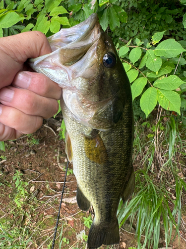 ラージマウスバスの釣果