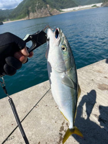 イナダの釣果