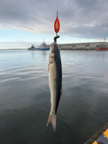 ウグイの釣果