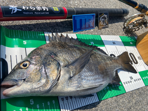 クロダイの釣果