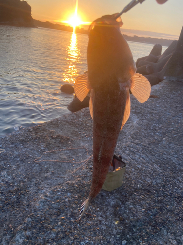 マゴチの釣果