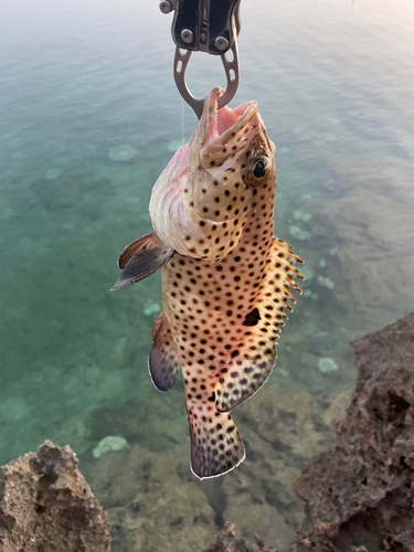 キビレハタの釣果