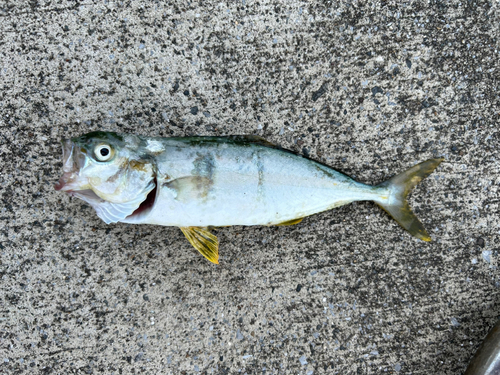 ショッコの釣果