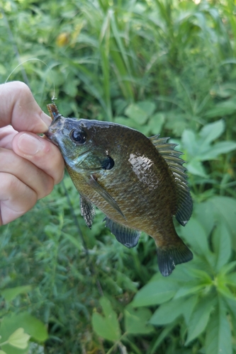 ブルーギルの釣果