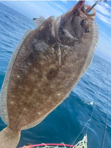 ヒラメの釣果