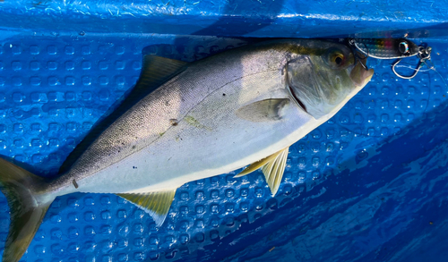 ネリゴの釣果