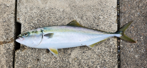 イナダの釣果