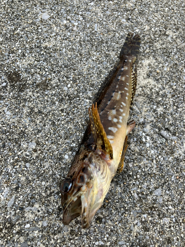 アナハゼの釣果