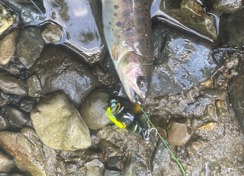 ヤマメの釣果