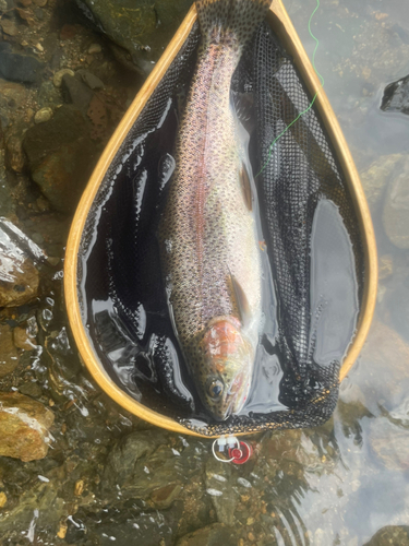 ニジマスの釣果