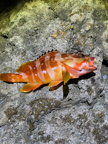 アカハタの釣果