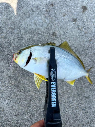 ショゴの釣果