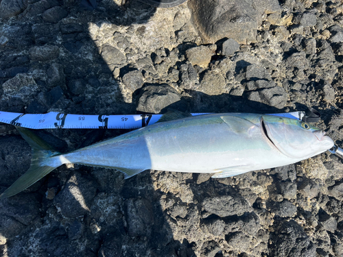 イナダの釣果