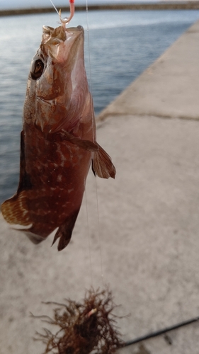 キジハタの釣果