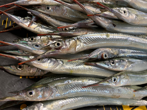 サヨリの釣果