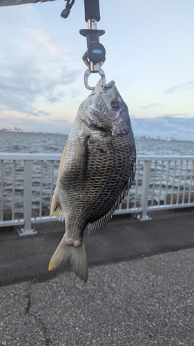 キビレの釣果