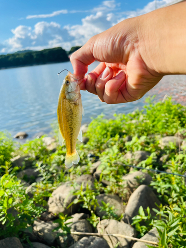 ラージマウスバスの釣果