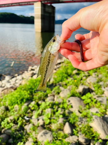 ラージマウスバスの釣果