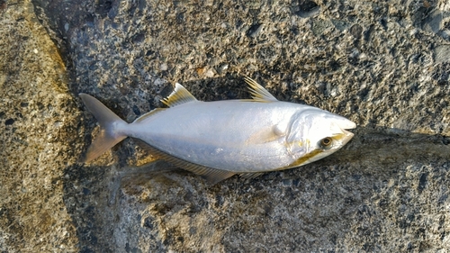 ショゴの釣果