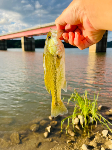 ラージマウスバスの釣果