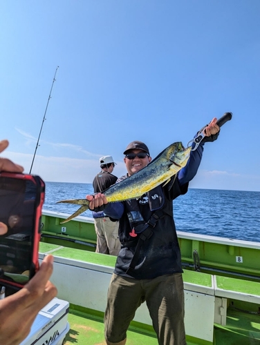 シイラの釣果