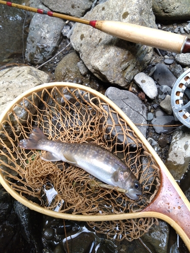 イワナの釣果