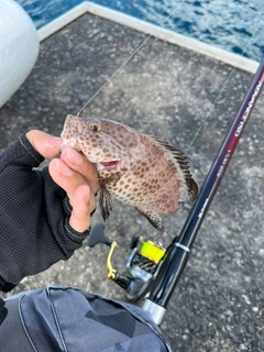 オオモンハタの釣果