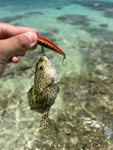 イシミーバイの釣果