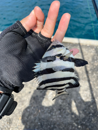 サンバソウの釣果