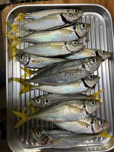 アジの釣果