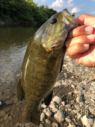 スモールマウスバスの釣果