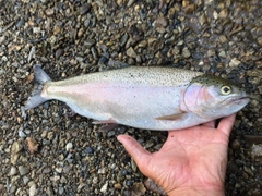 ニジマスの釣果