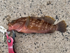 アコウの釣果